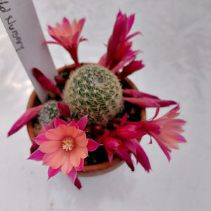 Aylostera Leona