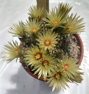 Escobaria missourensis