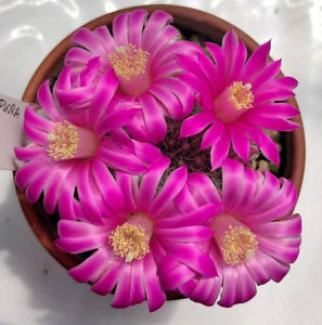 Mammillaria longiflora