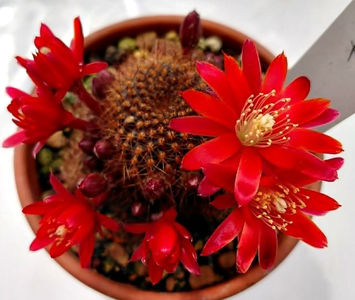 R fulviseta