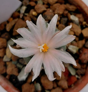 Turb lophophoroides