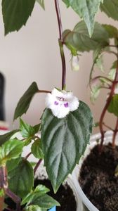 Fimbriata mititica