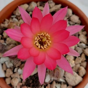 Chamaecereus rainbow