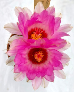 Thelocactus bicolor subs flavidispinus