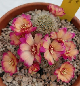 Rebutia cv leopygmaea