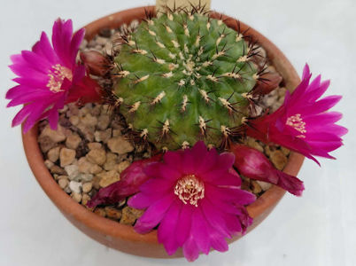 Sulcorebutia viridis