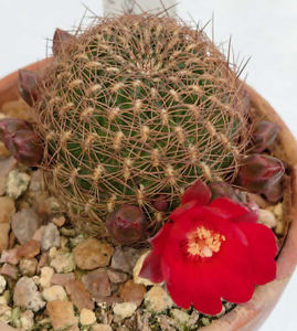 Sulcorebutia cuprea