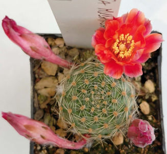 Mediolobivia mudanensis