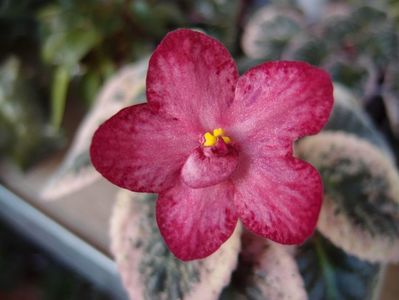 P5232425