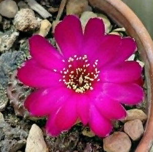 Sulcorebutia rauschii