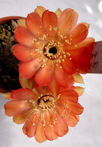 Lobivia ambalayensis