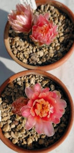 Gymnocalycium austrian gold