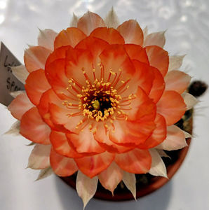 Lobivia hb SP023