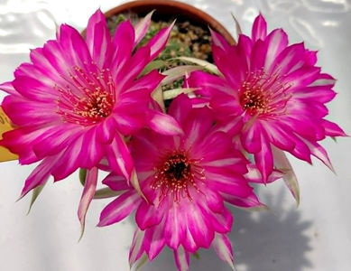 Lobivia hb LCF 055