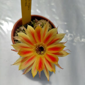 Chamaecereus hybrid TIGER STRIPES