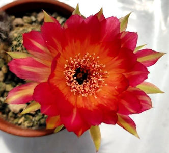 Lobivia hb Red Yellow