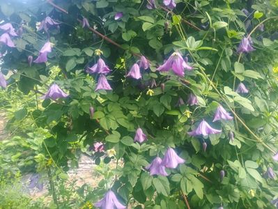 Clematita mov