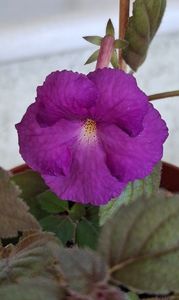 Pulcherrima