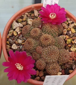 Sulcorebutia markusii ssp tintiniensis