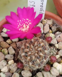 Sulcorebutia lamprochlora VZ 659