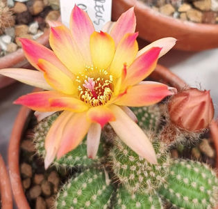 Chamaecereus Flame of Ruegen
