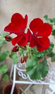 Caliope; De la piata
