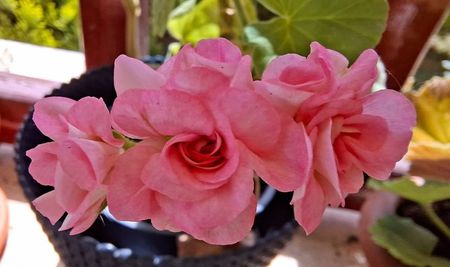 Grainger s Antique Rose