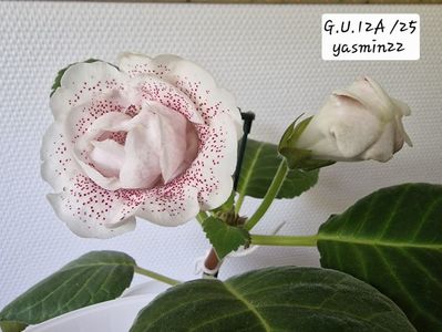 22.06.2026