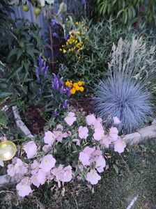 Festuca, Veronica, ochiul fetei, oenotera galben și roz
