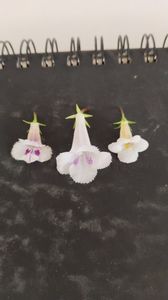 Fimbriata-RF s Frosty-Candida