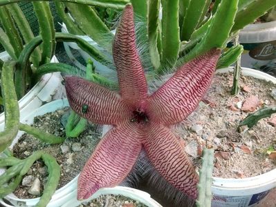 Stapelia grandiflora
