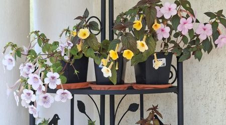Raftul traditional; In ultimii ani raftul a fost ocupat de aceleasi trei varietati: Ambroise Verschafelt, Yellow Beauty si Peach Blossom.
