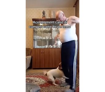 Lucas la batranete cu cainii chihuahua; https://vm.tiktok.com/ZNRKpKFDj/
