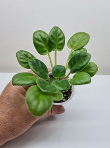 RS-Ledianaya Rosa  25