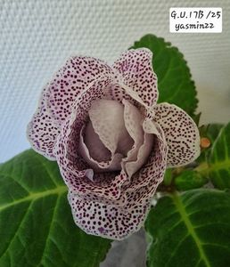 7.07.2026
