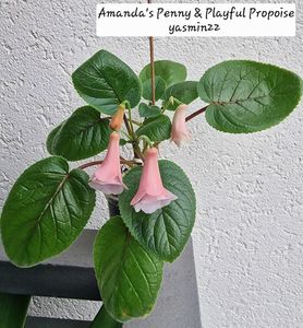 8.07.2026