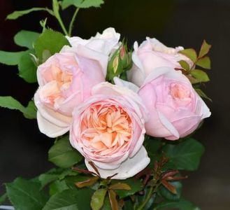 Alexandrine (tufa) 50