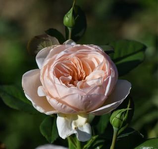 Alexandrine (tufa) 50