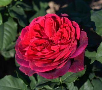 Astrid Graffin (tufa) 40