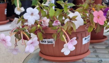 Un ghiveci cu 4 varietati; Charity, Peach Blossom, Jae Dee Pink, Mexican Velvet Burgundy care nu a inflorit inca.
