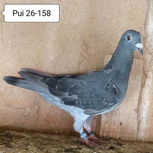 Pui 26-158....-10 lei