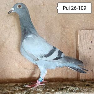 Pui 26-109....-10 lei