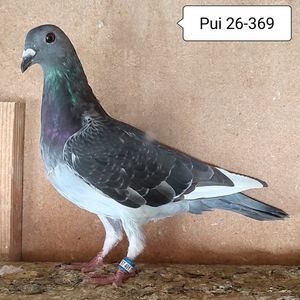 Pui 26-369....-10 lei