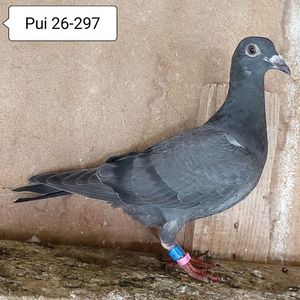 Pui 26-297....-15 lei
