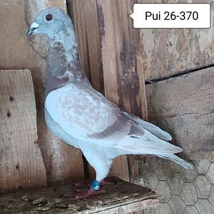 Pui 26-370....-15 lei