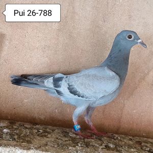 Pui 26-788....-10 lei