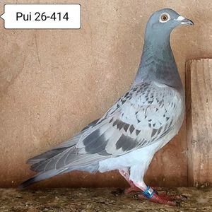 Pui 26-414....-10 lei