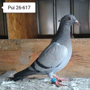 Pui 26-617....-10 lei