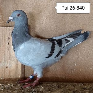 Pui 26-840....-10 lei
