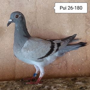 Pui 26-180....-10 lei